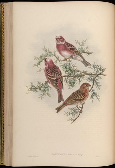 Carpodacus roseus de John Gould